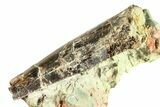 Carcharodontosaurus Tooth In Rock - Dekkar Formation, Morocco #299146-2